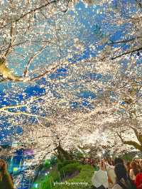 やっぱり行きたい夜桜ライトアップ【東京／千鳥ヶ淵】