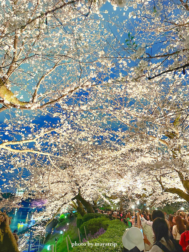 やっぱり行きたい夜桜ライトアップ【東京／千鳥ヶ淵】