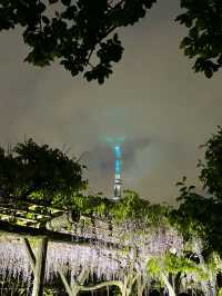 【東京×亀戸天神社】東京の藤の名所  ライトアップされさらに妖艶に・・