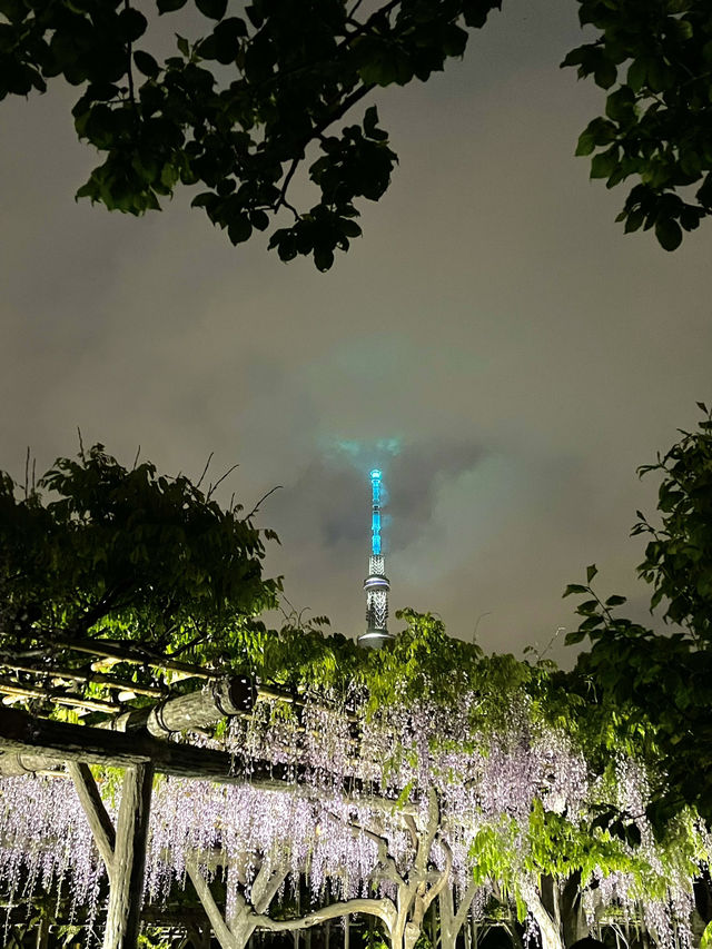 【東京×亀戸天神社】東京の藤の名所  ライトアップされさらに妖艶に・・