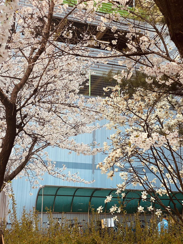 Sunny Strolls in Wolpyeong: Discovering Spring's Cherry Blossom Touches