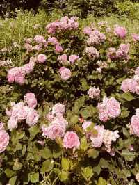 Silgaecheon in Bloom: Spring Colors by the Flowing Stream