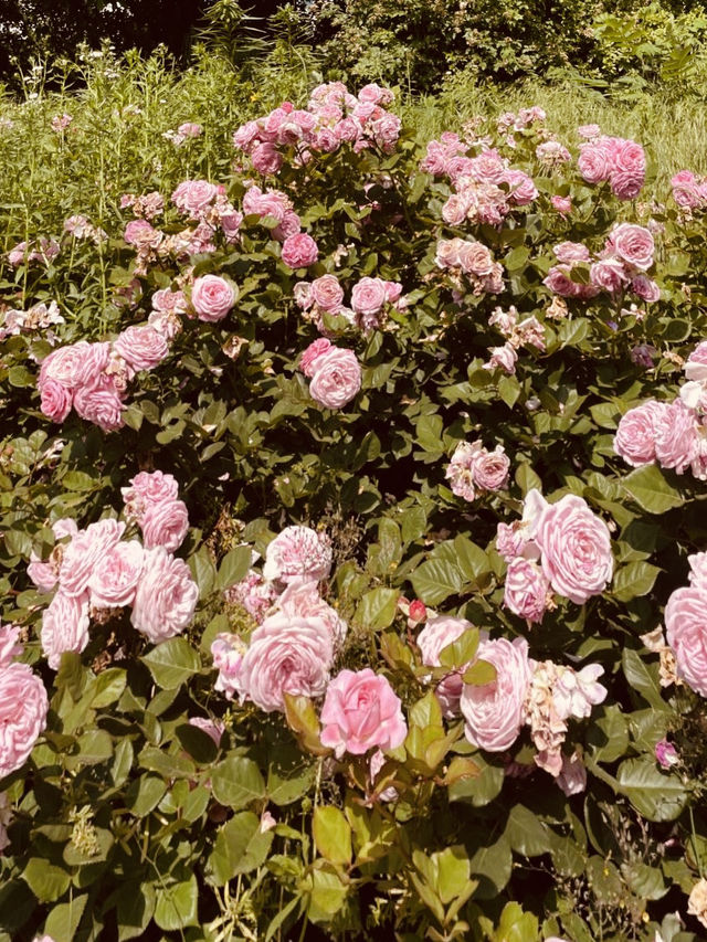 Silgaecheon in Bloom: Spring Colors by the Flowing Stream