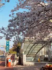 A Neighborhood Sparkle of Cherry Blossoms
