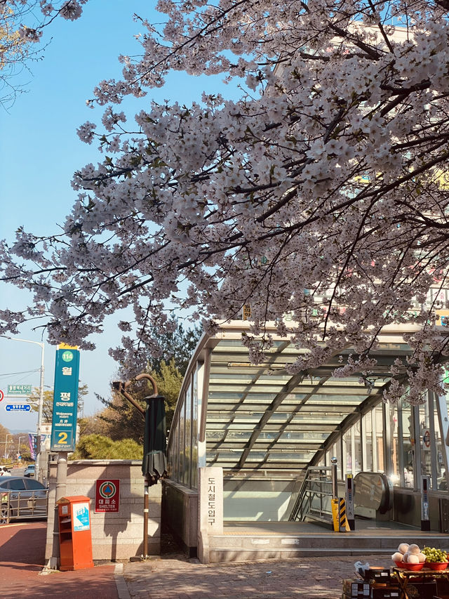 A Neighborhood Sparkle of Cherry Blossoms