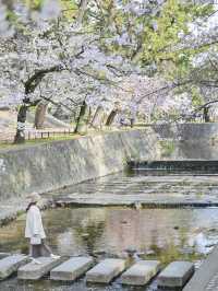 【兵庫/夙川】「さくら名所100選」に選ばれた桜の名所🌸