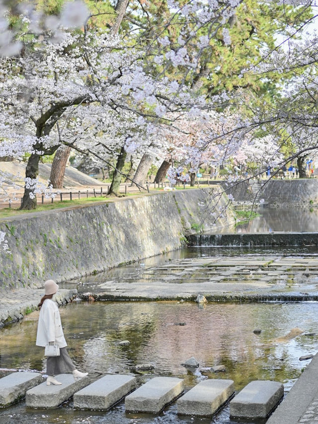 【兵庫/夙川】「さくら名所100選」に選ばれた桜の名所🌸