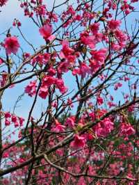 🌸** 豐富的自然景觀與迷人的櫻花林步道**🌸