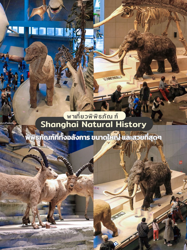 Shanghai Natural History Museum สุดอลังการว้าวสุดๆ