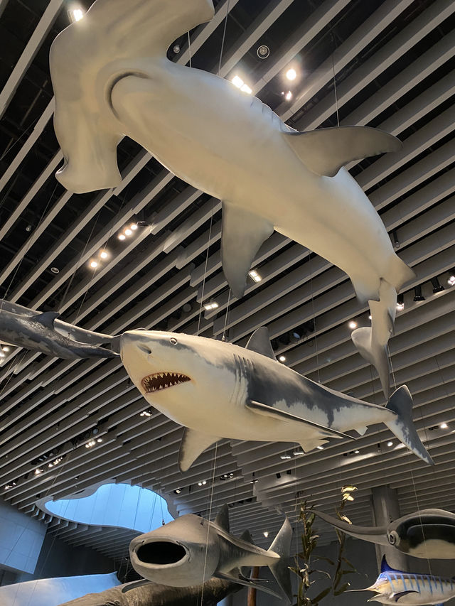 พาทัวร์ 📍Shanghai Natural History Museum