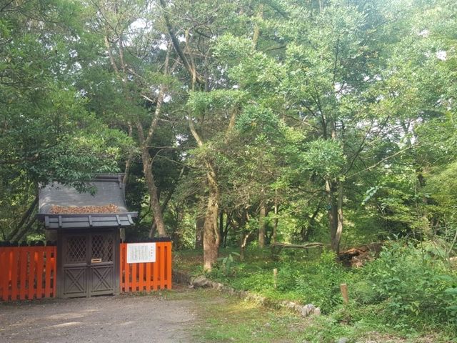 [🇯🇵京都] 緑に包まれる癒しの時間―京都府立植物園で感じる自然の息吹