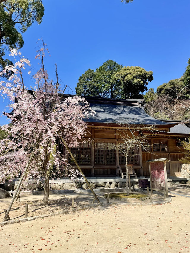 【福岡観光】桜パトロール
