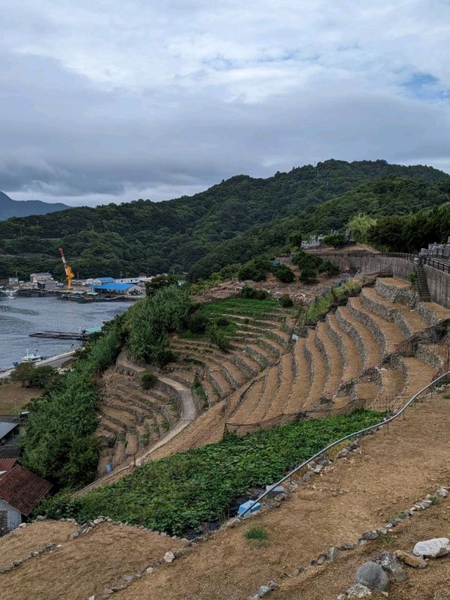 遊子水荷浦の段畑の綺麗な景色を楽しむ