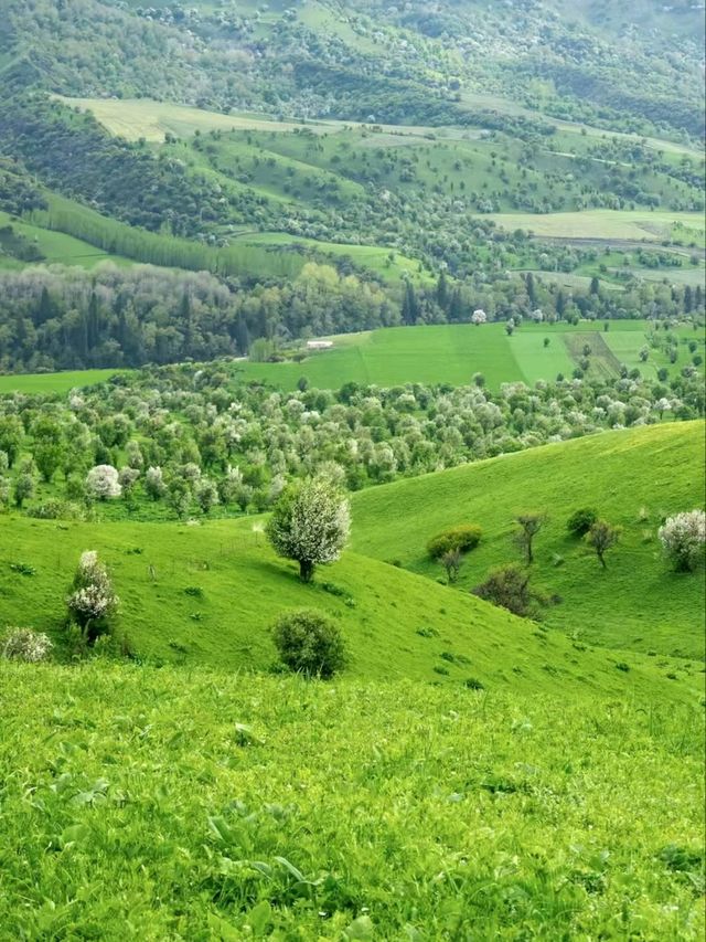 Kurdenin: The Emerald Heart of the Tianshan Mountains