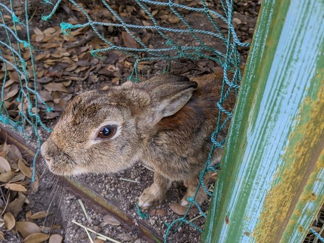 【広島】「ウサギの島」かつ「毒ガスの島」へ行く