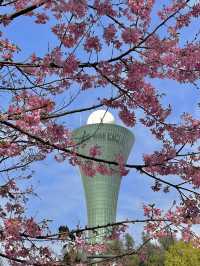 Xiamen Fox Tail Mountain Cherry Blossom Valley 2025