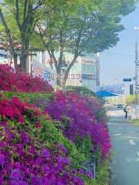 Yuseong Riverside Bloom: An April Day's Dream of Double Cherry Blossoms and Azaleas 🌸☀️