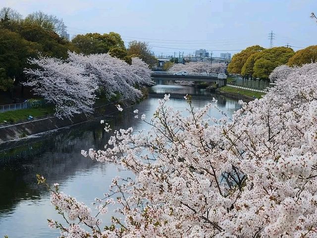 名古屋-荒子川公園賞櫻，漫步河川沿岸的櫻花隧道