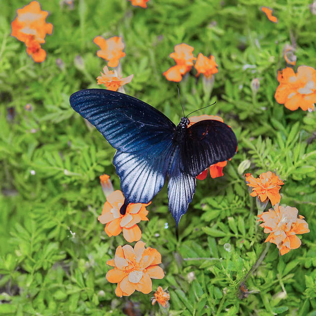 Butterfly Garden, Dubai