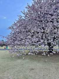 Shinjuku Gyoen Cherry Blossoms– Tokyo’s Imperial Garden of 1,000 Blooms