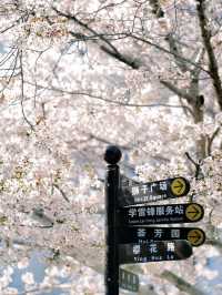 The cherry blossoms in Labor Park look like something straight out of a manga.