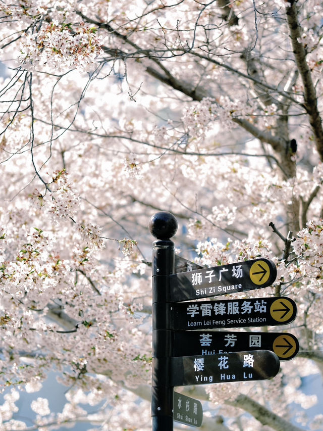The cherry blossoms in Labor Park look like something straight out of a manga.