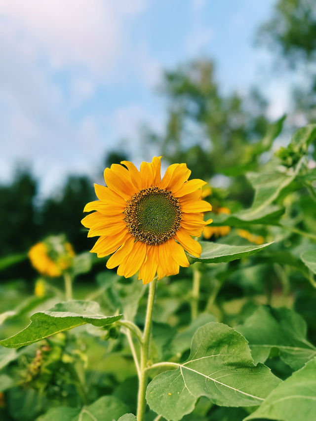 A Breath of Fresh Air at Taman Saujana Hijau