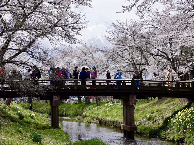 Sakura Season at Oshino Hakkai.