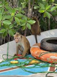 Monkey island Negombo, Sri Lanka 