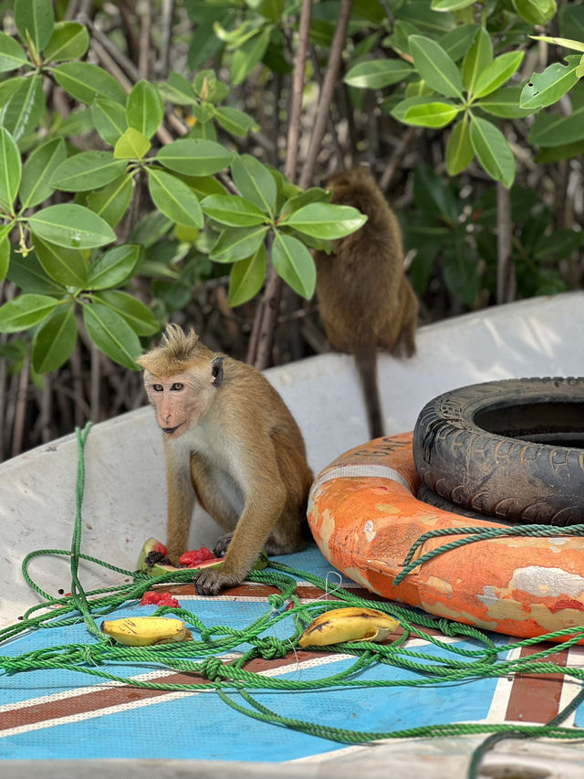 Monkey island Negombo, Sri Lanka 