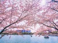 🌸 Yuyuantan Park: Beijing’s Pink Paradise You Can’t Miss! 🌸