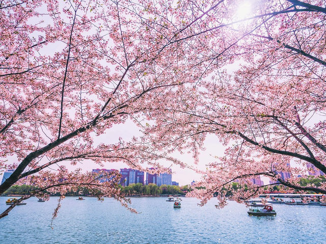 🌸 Yuyuantan Park: Beijing’s Pink Paradise You Can’t Miss! 🌸