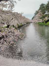 Immerse in Pink Serenity: The Cherry Blossom Rain at Hirosaki Park