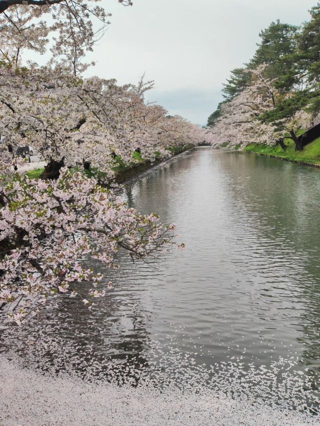 Immerse in Pink Serenity: The Cherry Blossom Rain at Hirosaki Park