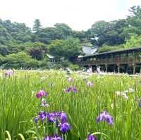【千葉】北の鎌倉と呼ばれる「本土寺」菖蒲、紫陽花の名所