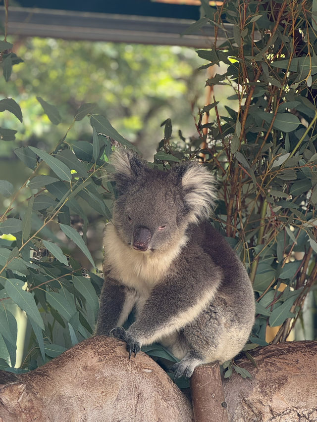 The cuddly koalas in Perth