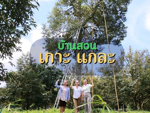 สวนทุเรียน เกาะ แกละ