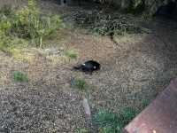 Explore the popular Devils@Cradle wildlife sanctuary 