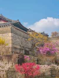 💕서울 가족과 함께 걷기좋은 코스 추천 창경궁🪾