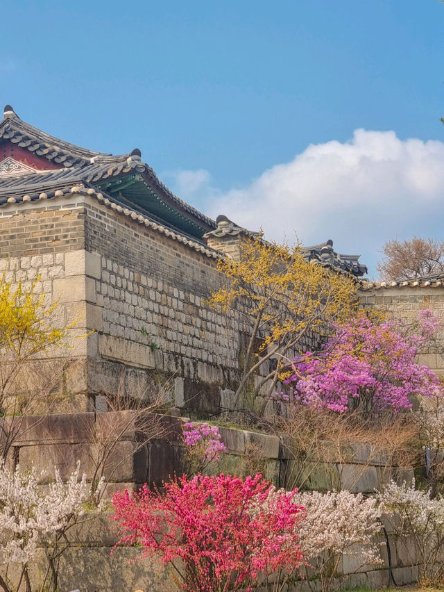 💕서울 가족과 함께 걷기좋은 코스 추천 창경궁🪾