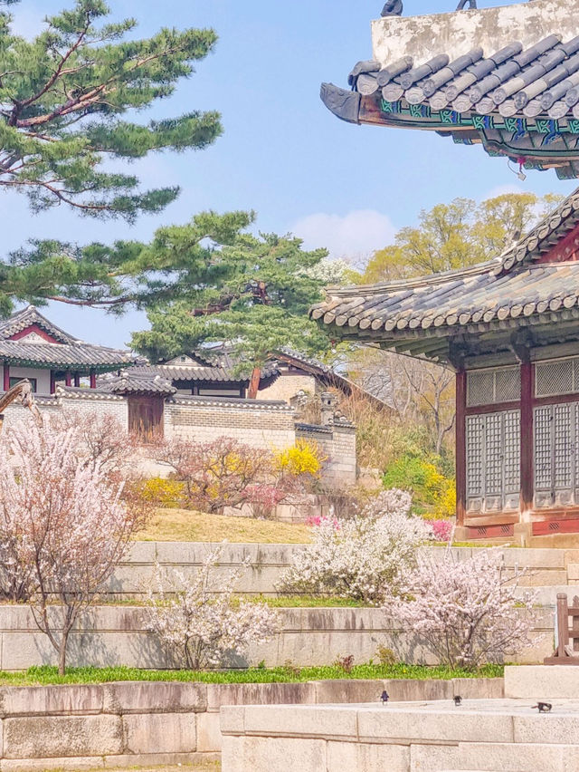 💕서울 가족과 함께 걷기좋은 코스 추천 창경궁🪾
