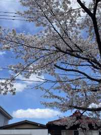 Beautiful Spring Scenes from Japan 🌸✨