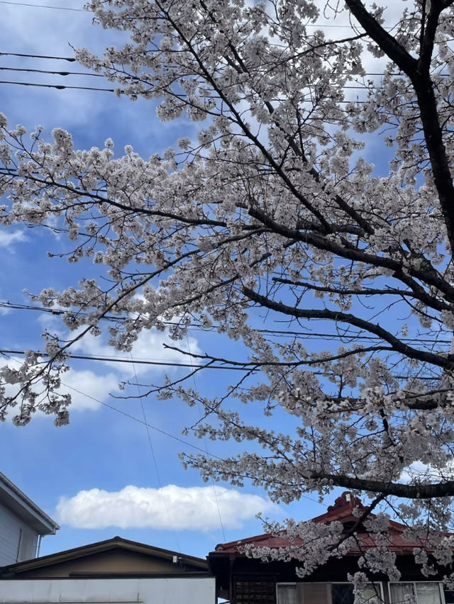 Beautiful Spring Scenes from Japan 🌸✨