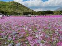 【山梨】ピンクの絨毯が一面に広がる富士芝桜