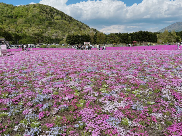 【山梨】ピンクの絨毯が一面に広がる富士芝桜