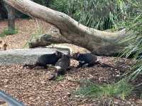 Melbourne Zoo: Meet Endangered Animals