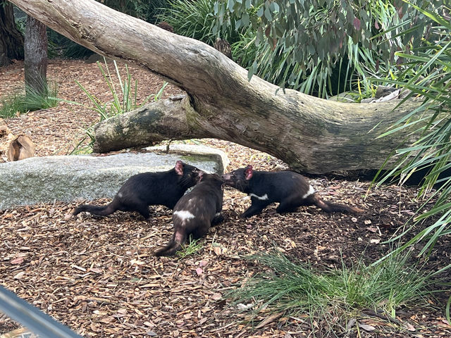 Melbourne Zoo: Meet Endangered Animals