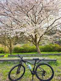 Gwangju in Bloom: A Tranquil Cherry Blossom Escape