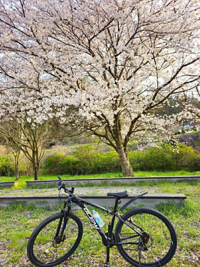 Gwangju in Bloom: A Tranquil Cherry Blossom Escape