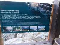 Discover the Enchanted Legend of Dongbaek Island🔥